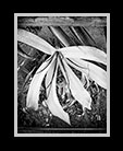 A black and white version of a Queen Emma flower thumbnail